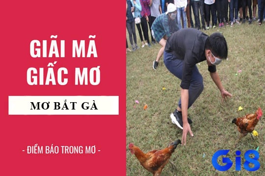 Giấc mơ bắt được gà có thể là dấu hiệu tích cực về niềm vui, hạnh phúc và may mắn