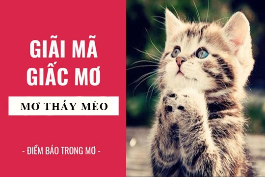 Mơ thấy mèo đánh đề con gì? Giải mã điềm báo, ý nghĩa chi tiết