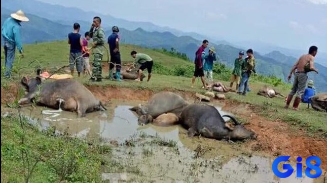 Giấc mơ thấy trâu chết là lời nhắc nhở bạn cần phải đối diện với những thay đổi và tìm cách thích nghi để vượt qua chúng