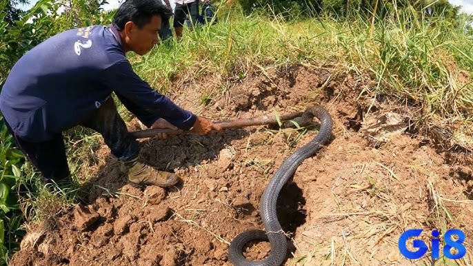 Mơ rắn quấn quanh người rồi đánh thể hiện bạn đang có nhiều áp lực trong cuộc sống